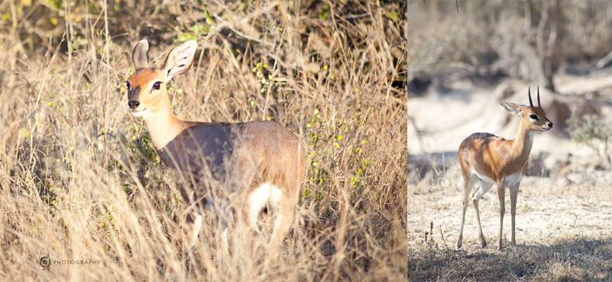 kruger_wildtuin_2013_01