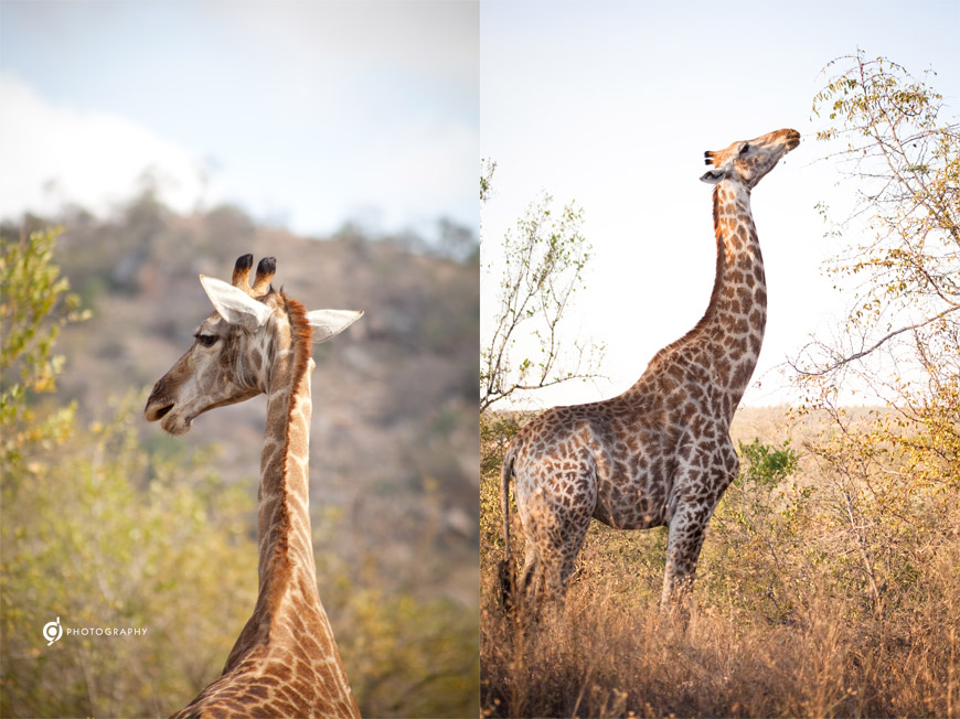 kruger_wildtuin_2013_04