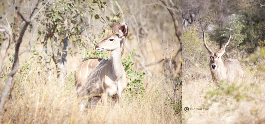 kruger_wildtuin_2013_05