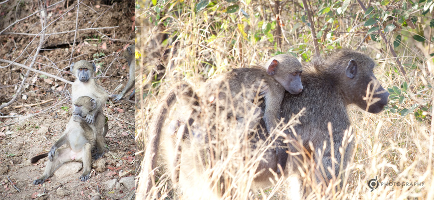 kruger_wildtuin_2013_06
