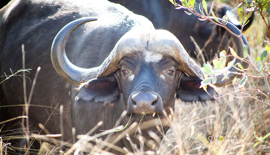 kruger_wildtuin_2013_07