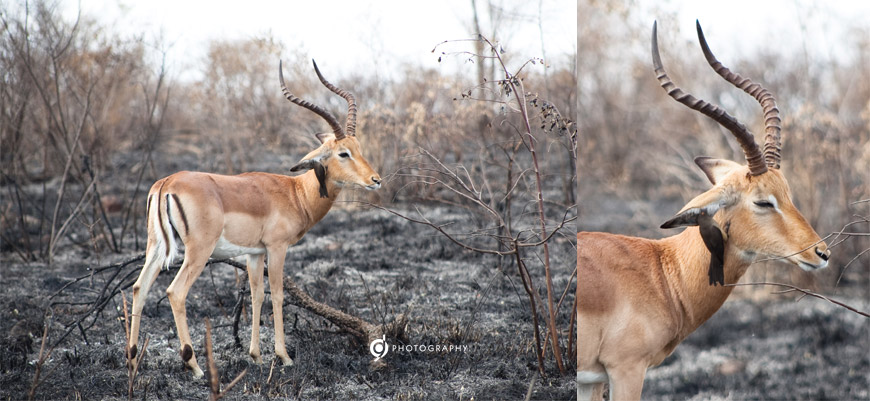 kruger_wildtuin_2013_10