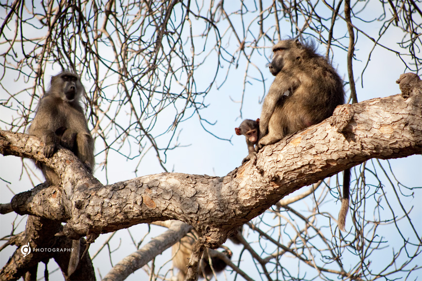 kruger_wildtuin_2013_11