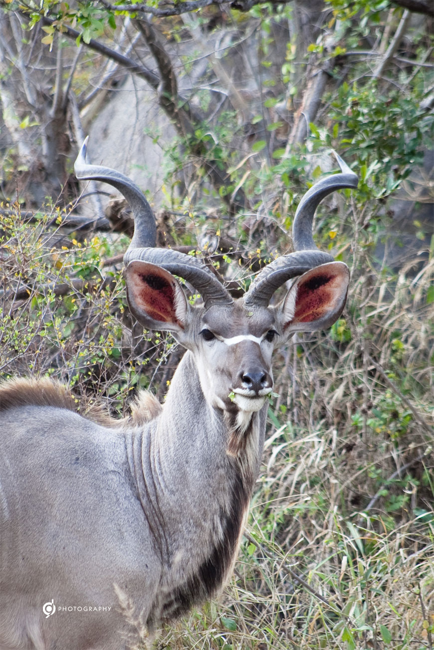 kruger_wildtuin_2013_12b