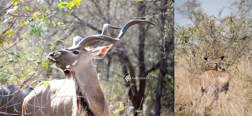 kruger_wildtuin_2013_21