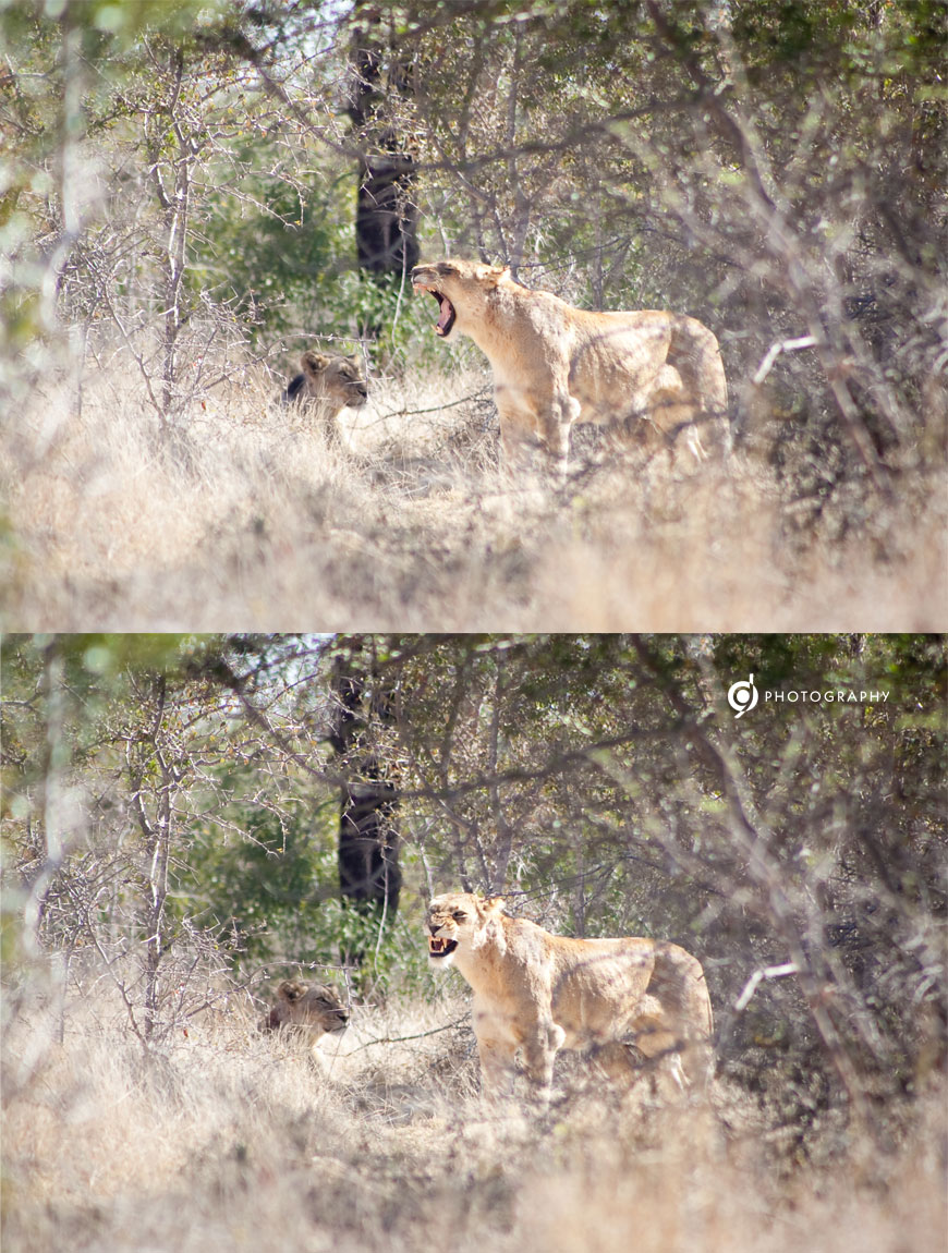 kruger_wildtuin_2013_22