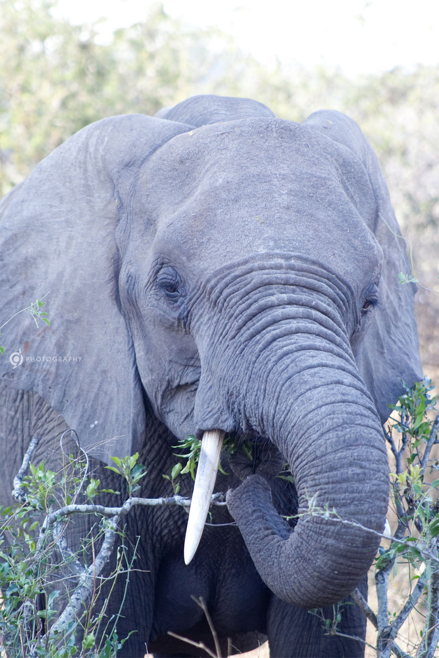 kruger_wildtuin_2013_30b