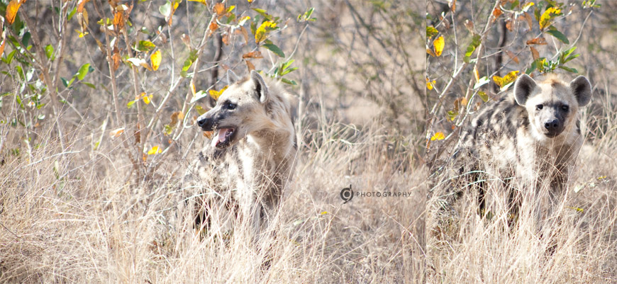kruger_wildtuin_2013_32