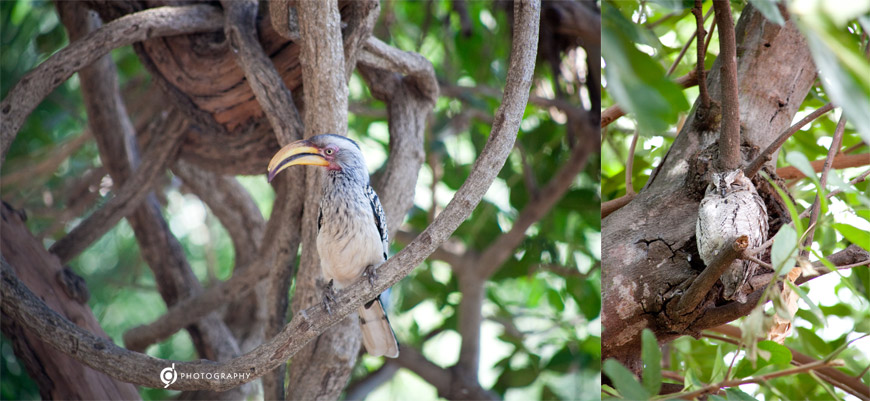 kruger_wildtuin_2013_33
