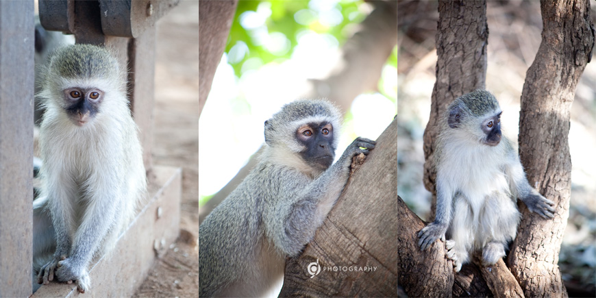 kruger_wildtuin_2013_34