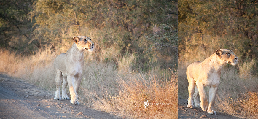 kruger_wildtuin_2013_41