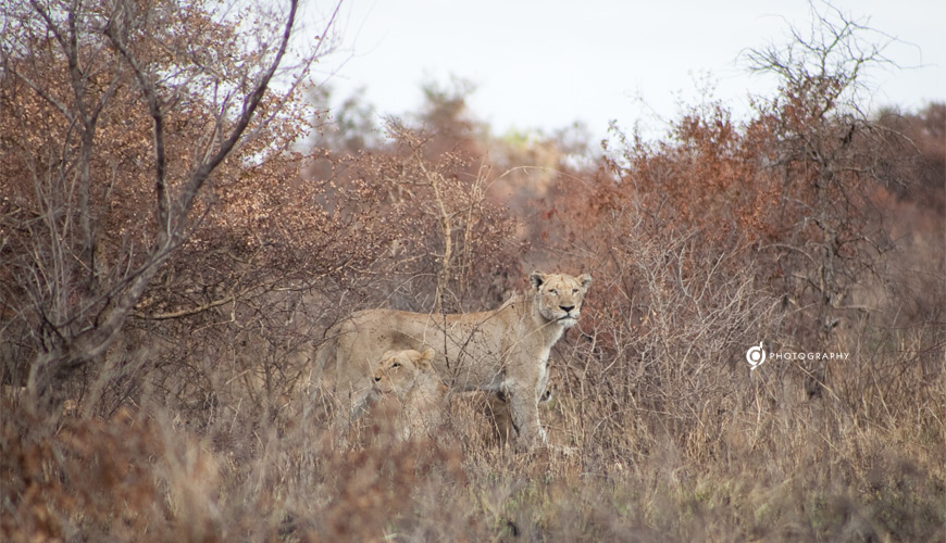 kruger_wildtuin_2013_43