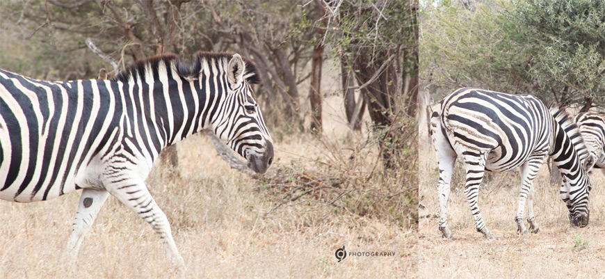 kruger_wildtuin_2013_45