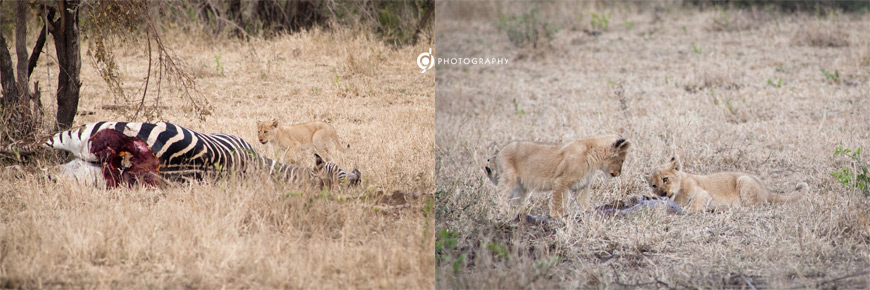 kruger_wildtuin_2013_48