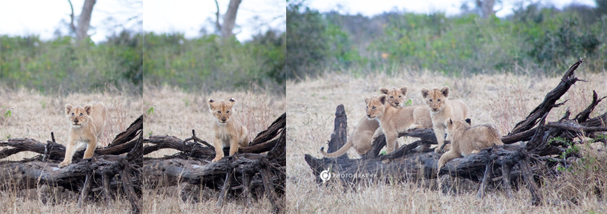 kruger_wildtuin_2013_49